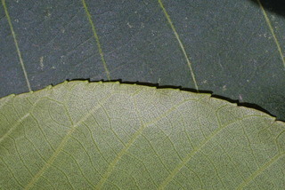 Carya ovalis, leaf - margin of upper + lower surface