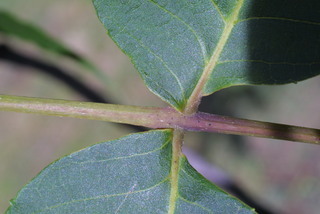Carya ovalis, leaf - unspecified