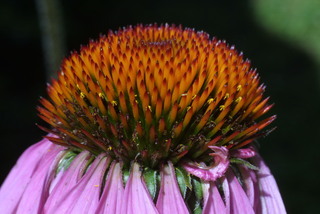 Echinacea purpurea, inflorescence - lateral view of flower