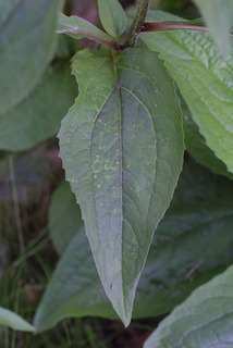 Echinacea purpurea, leaf - basal or on lower stem