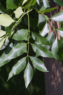 Fraxinus pennsylvanica, leaf - whole upper surface
