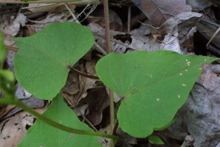 Ipomoea pandurata, leaf - basal or on lower stem