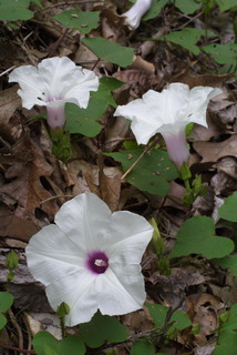 Ipomoea pandurata, whole plant - in flower - general view
