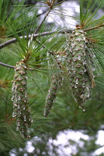 Pinus strobus, cone - female - closed