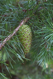 Pinus virginiana, cone - female - closed