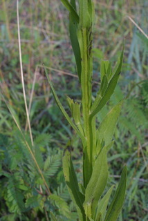 Helenium flexuosum, stem - showing leaf bases
