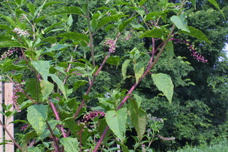 Phytolacca americana, whole plant - in flower - general view