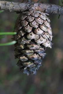 Pinus virginiana, cone - female - mature open