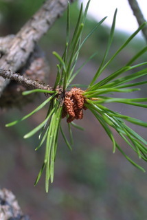 Pinus virginiana, cone - male