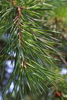 Pinus virginiana, leaf - showing orientation on twig