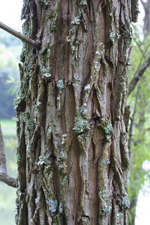 Salix nigra, bark - of a large tree