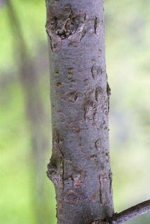 Salix nigra, bark - of a small tree or small branch
