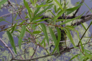 Salix nigra, leaf - showing orientation on twig