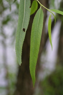 Salix nigra, leaf - whole upper surface