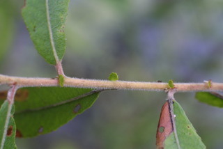 Salix nigra, twig - orientation of petioles
