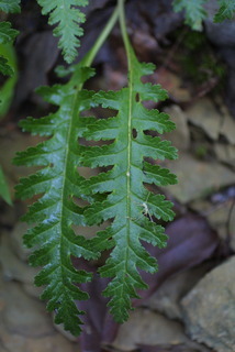 Aureolaria pedicularia, leaf - basal or on lower stem
