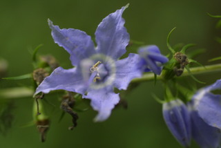 Campanula americana, inflorescence - frontal view of flower