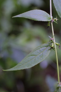Campanula americana, inflorescence - whole - unspecified