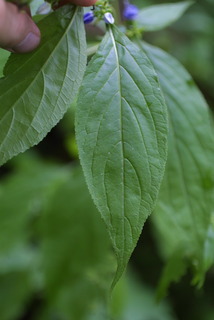 Campanula americana, leaf - basal or on lower stem