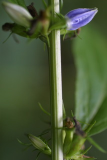 Campanula americana, stem - showing leaf bases