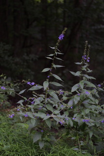 Campanula americana, whole plant - in flower - general view