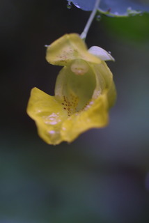 Impatiens pallida, inflorescence - closeup of flower interior