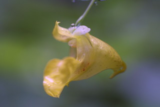 Impatiens pallida, inflorescence - lateral view of flower