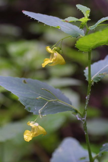 Impatiens pallida, inflorescence - whole - unspecified