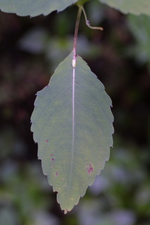 Impatiens pallida, leaf - basal or on lower stem