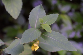 Impatiens pallida, leaf - on upper stem