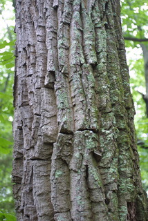 Quercus montana, bark - of a large tree