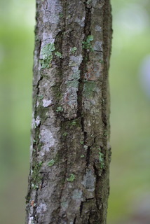 Quercus montana, bark - of a small tree or small branch