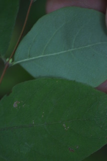 Symphoricarpos orbiculatus, leaf - margin of upper + lower surface