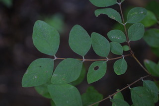 Symphoricarpos orbiculatus, leaf - showing orientation on twig