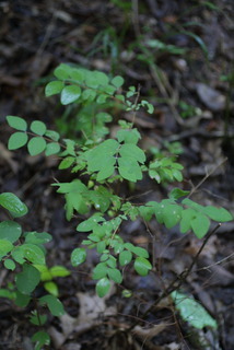 Symphoricarpos orbiculatus, whole tree or vine - general