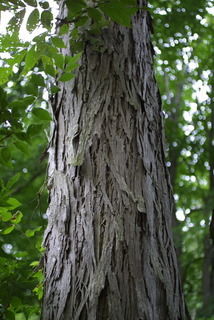 Carya laciniosa, bark - of a large tree
