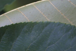 Carya laciniosa, leaf - margin of upper + lower surface