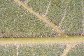 Carya laciniosa, leaf - margin of upper + lower surface