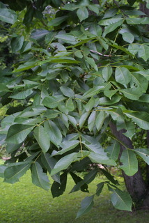 Carya laciniosa, leaf - showing orientation on twig