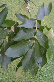 Carya laciniosa, leaf - whole upper surface
