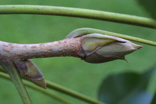 Carya laciniosa, twig - orientation of petioles