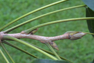 Carya laciniosa, twig - orientation of petioles