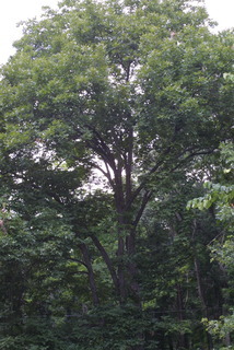 Carya laciniosa, whole tree or vine - general