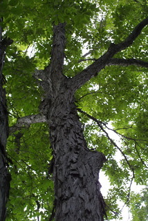 Carya laciniosa, whole tree or vine - view up trunk