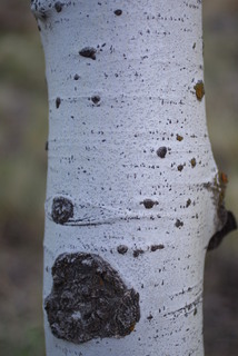 Populus tremuloides, bark - of a medium tree or large branch