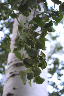 Populus tremuloides, leaf - showing orientation on twig
