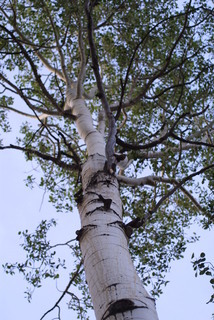 Populus tremuloides, whole tree or vine - view up trunk