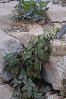 Nepeta cataria, whole plant - in flower - general view