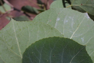 Populus tremuloides, leaf - margin of upper + lower surface
