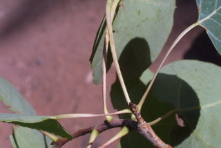 Populus tremuloides, leaf - whole upper surface